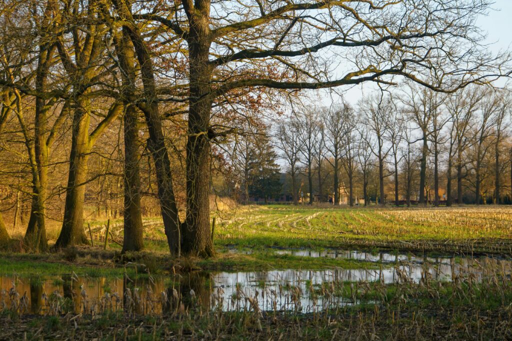 Tranquil rural scene featuring bare trees and a reflective pond in a spring landscape.